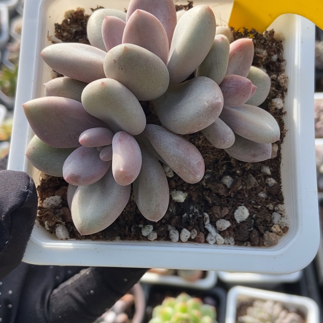 955原始虞美人多肉植物了