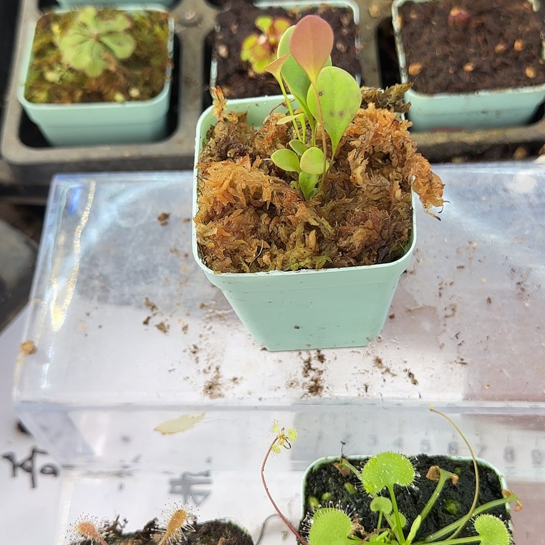 完全开放洪堡奎re奇