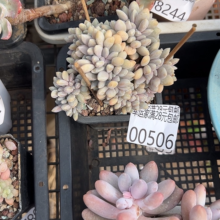 幸运的是我没有遇到过这么可爱又