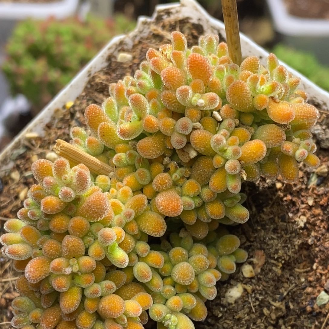 冰晶杂D083枝干番杏