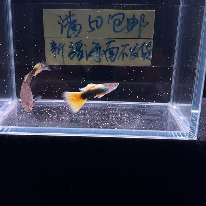 孔雀鱼计程车黄礼服
