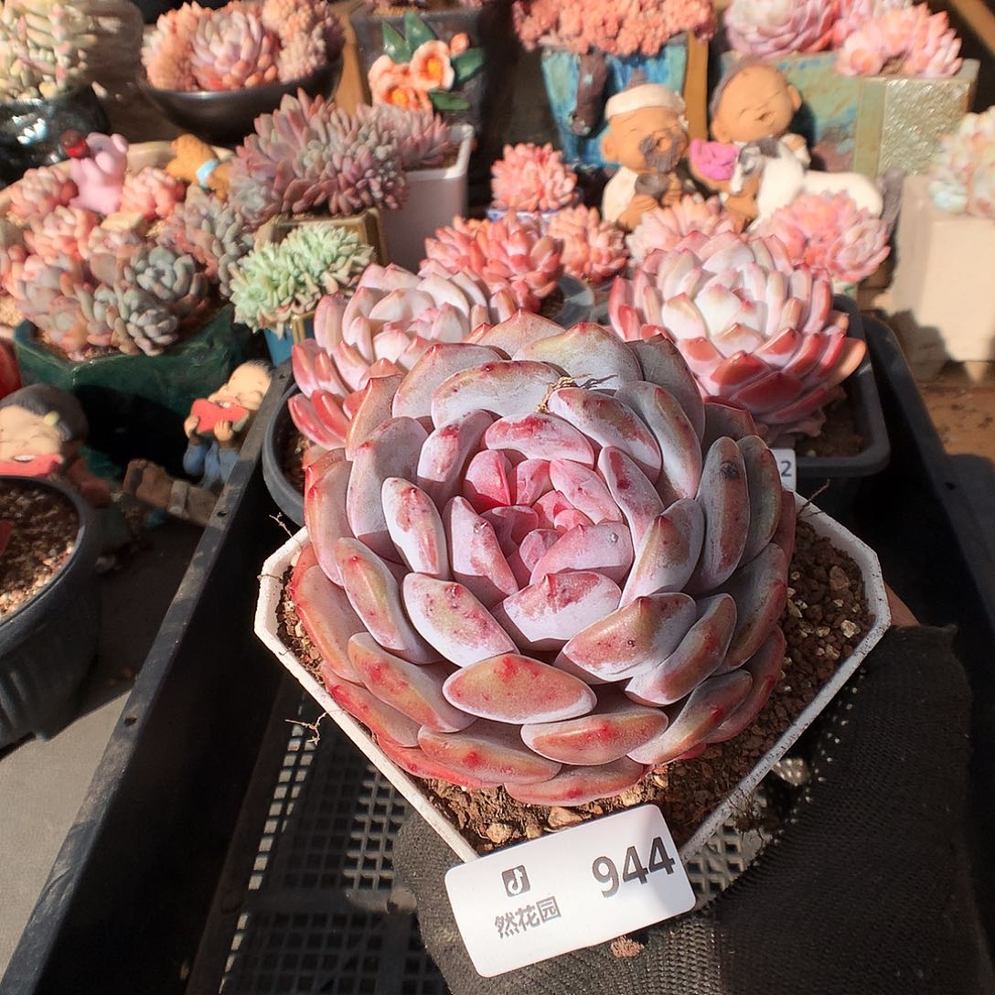 944蒙克多肉植物666666