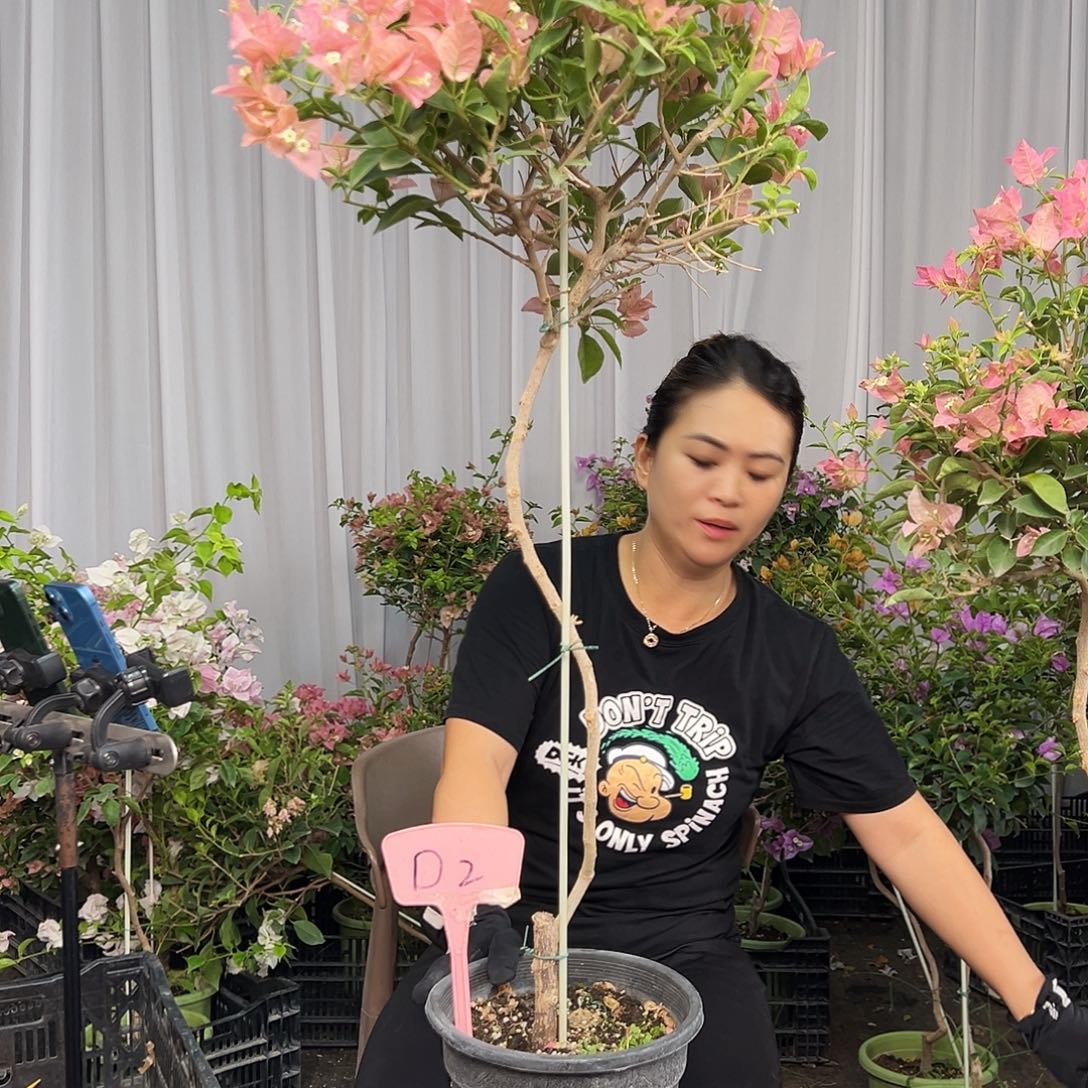 S***e当前无花栽培后可以开花D2卡亚塔