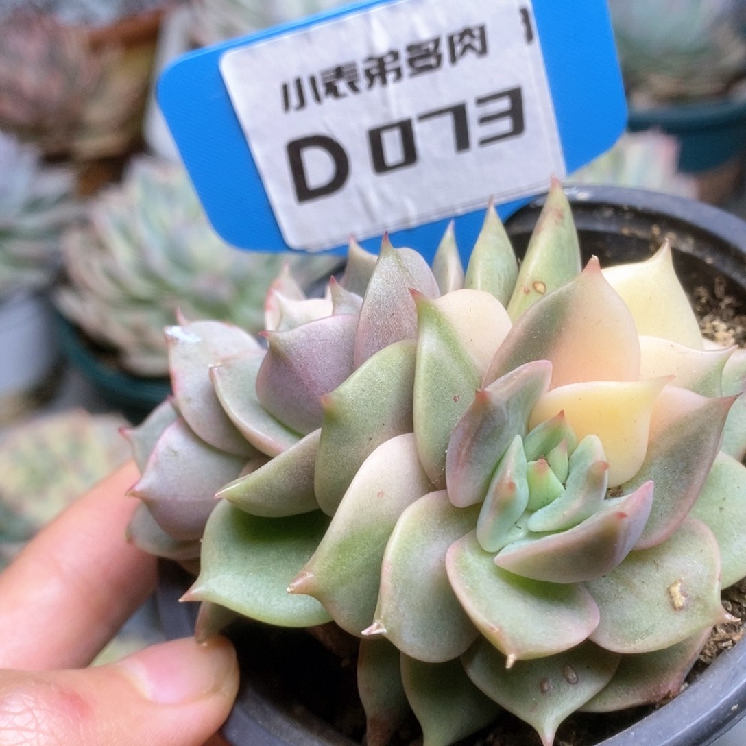 073贝加尔湖锦锦锦锦锦锦