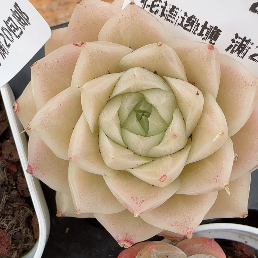 花语逸境0220-115