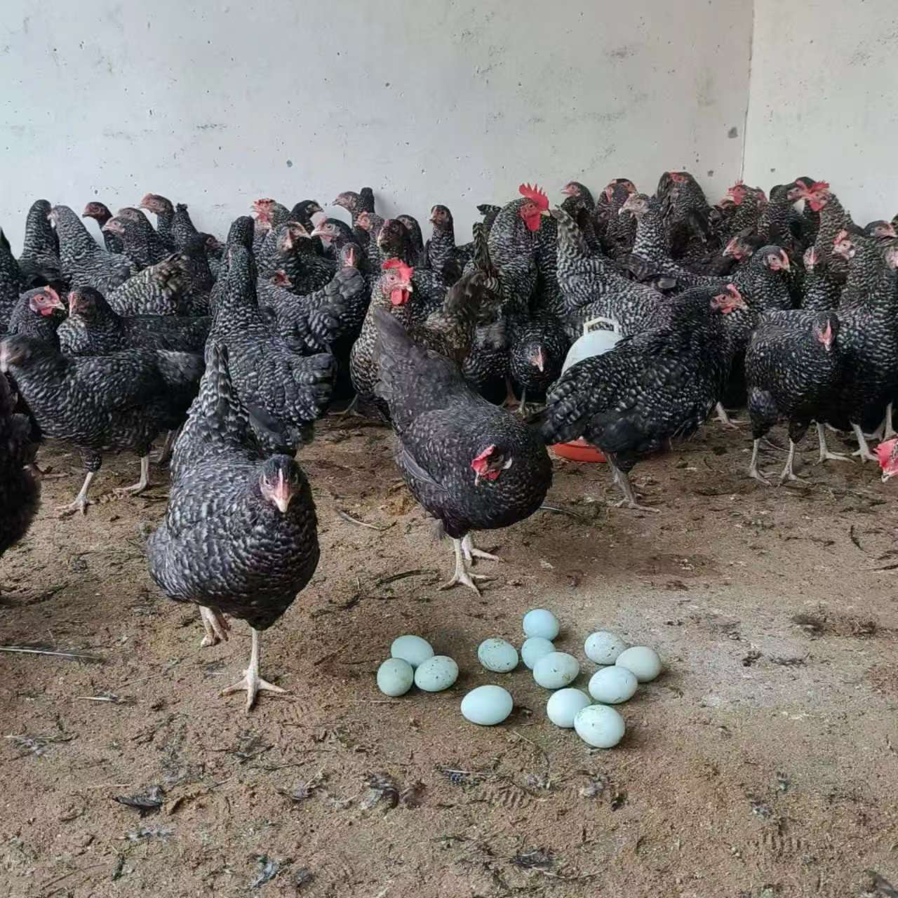 宠物鸡 芦花鸡  活体发货