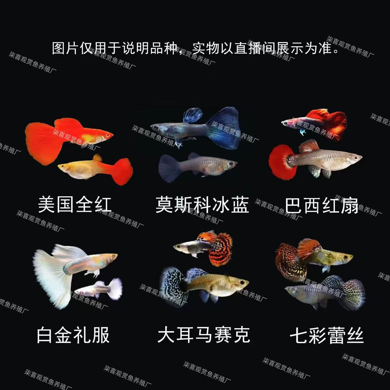 【6个品种全家福】小型热带淡水观赏鱼孔雀鱼好养易活胎生渔场直发