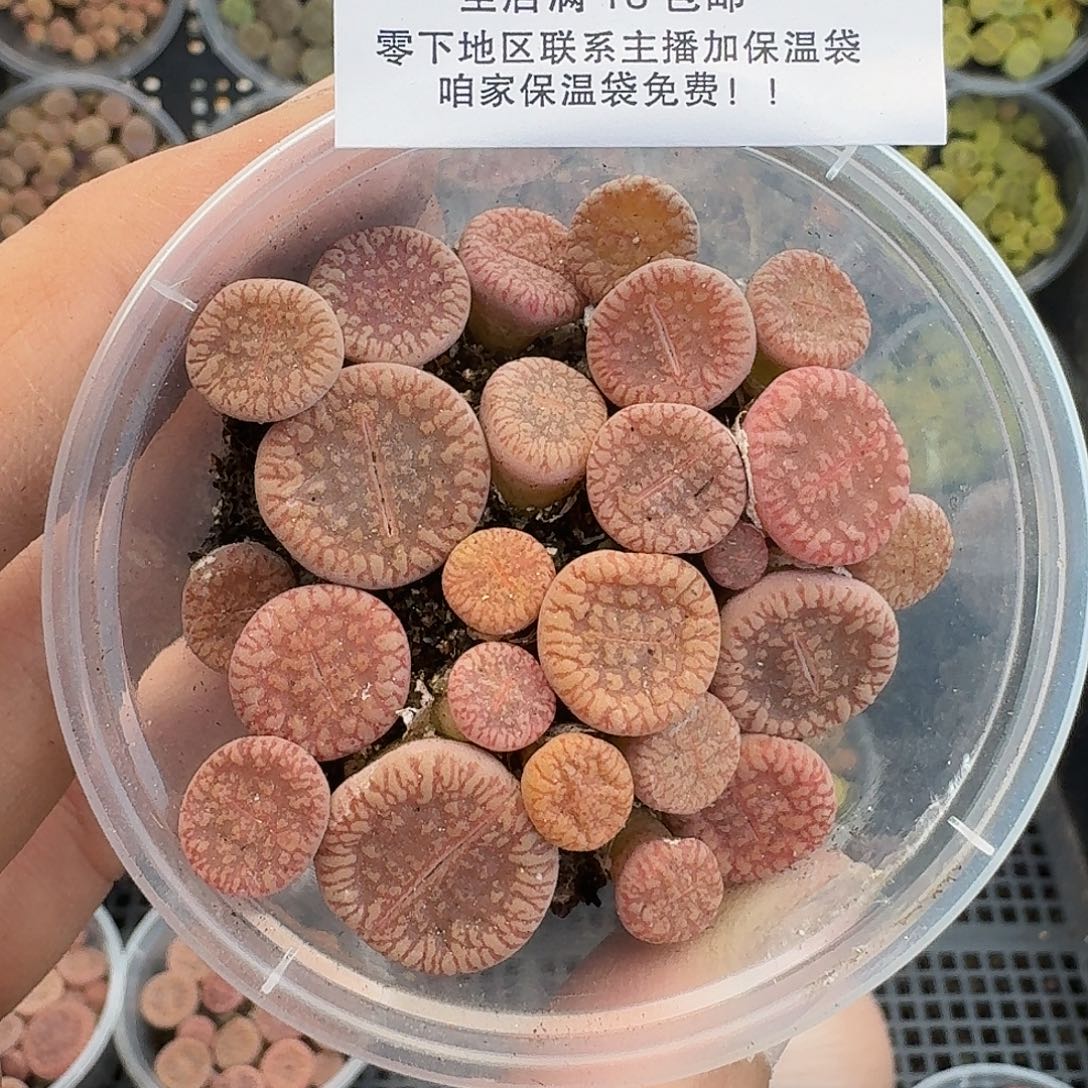 1784 哈哈哈哈哈哈哈哈哈哈