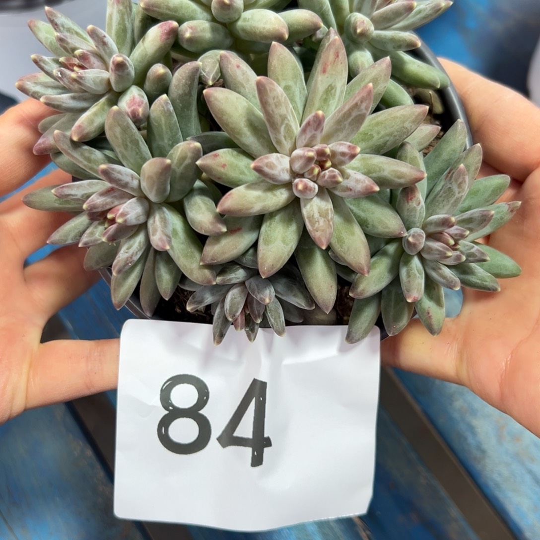 安***84、必须好喜欢喜欢表现吧