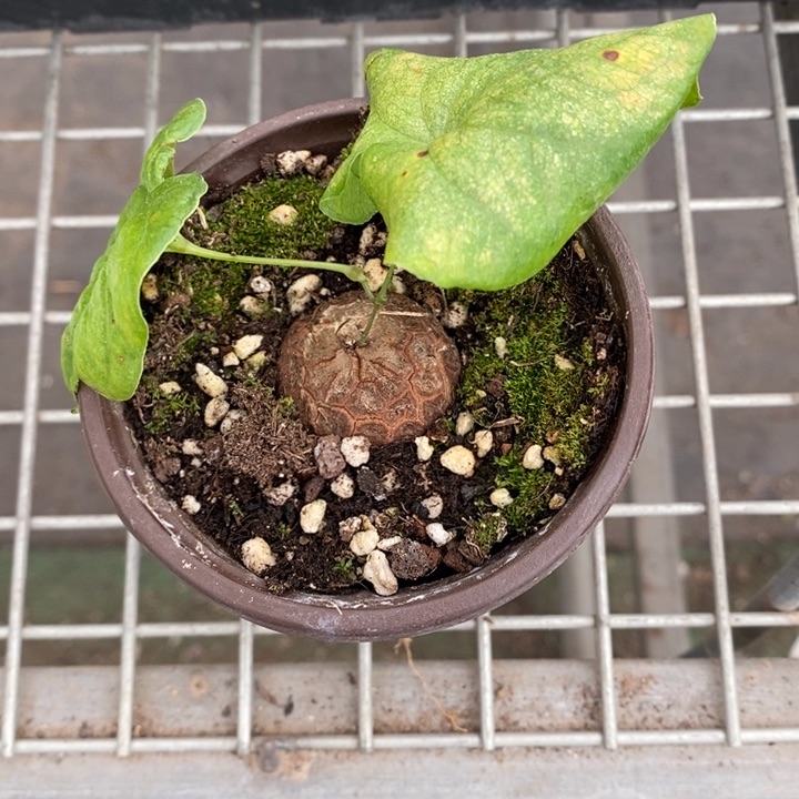 伯克利和他的朋友们在一起