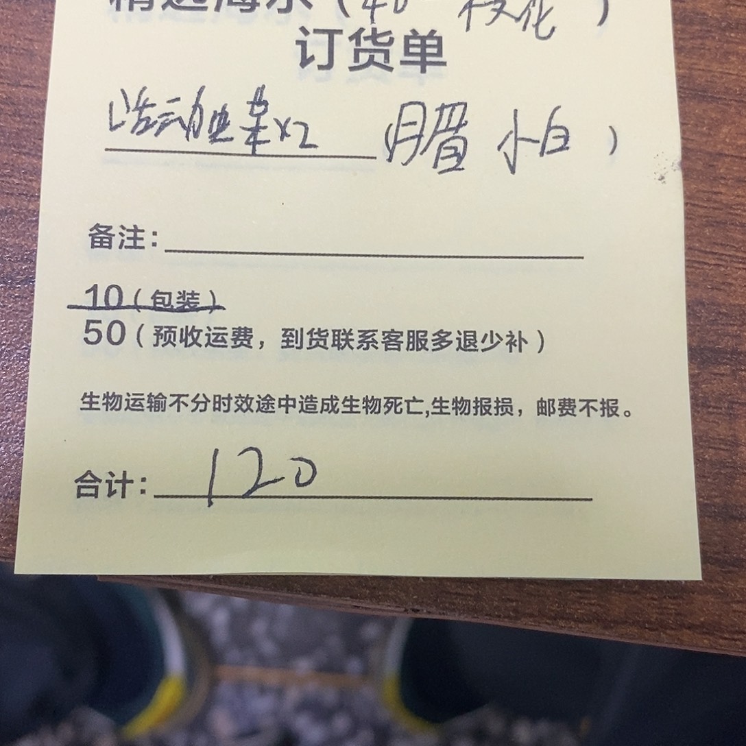 海水鱼活动蝶两个月梅一个小白蝶一个