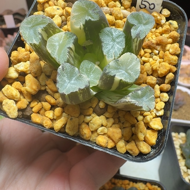 恭喜发财好运常伴0764