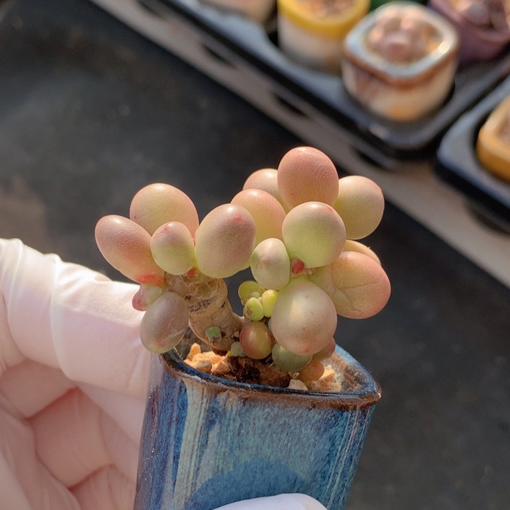   021苹果美人 双木质粗老桩 群生