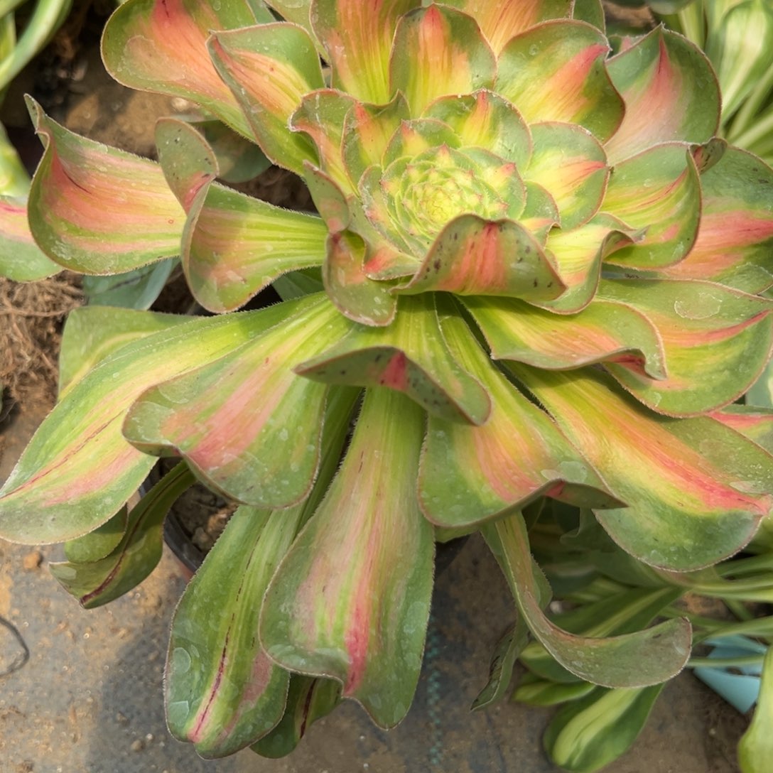 ?****?85包括多肉植物一