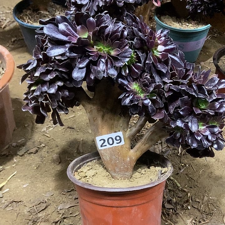 209欧紫缀化老板子法师