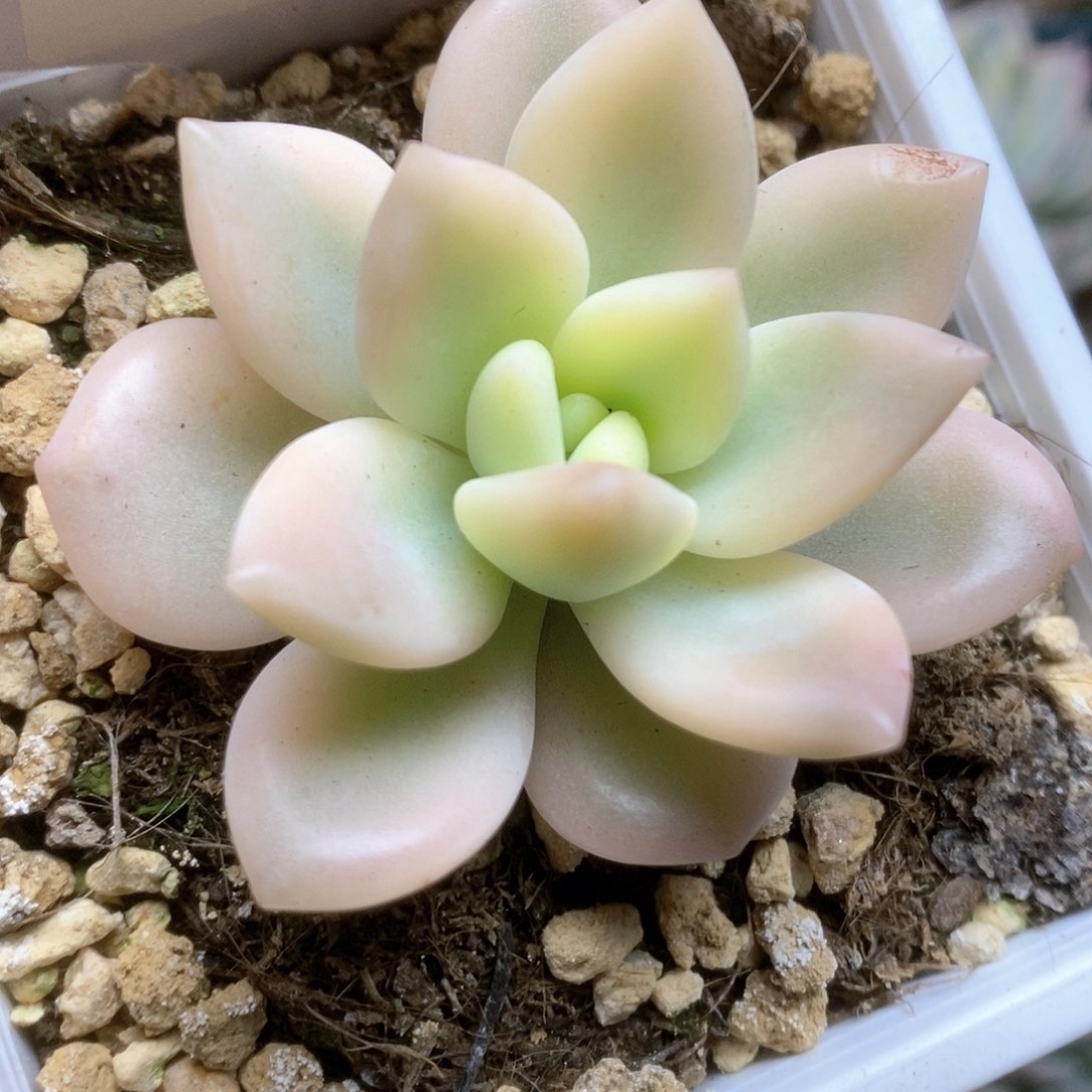 050锦锦锦锦锦锦锦