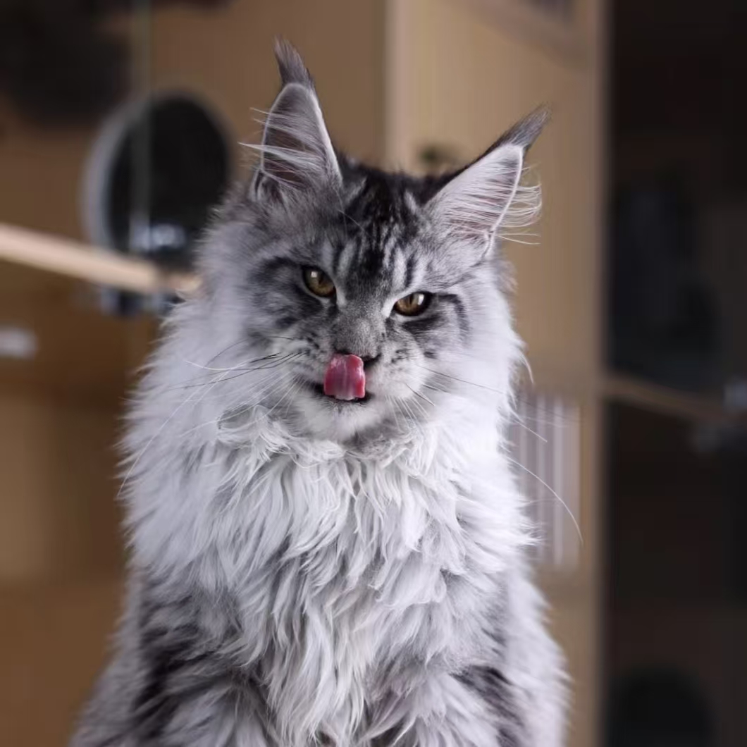 （木木）纯种缅因 - 通用全款链接【接小猫咨询客服】