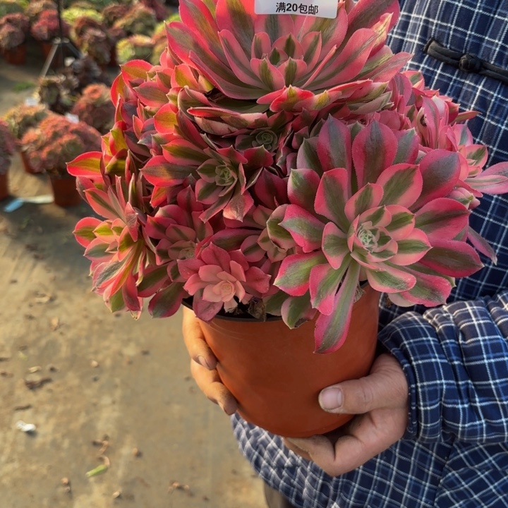 苑***u瑞妈，。。。。。936。女巫