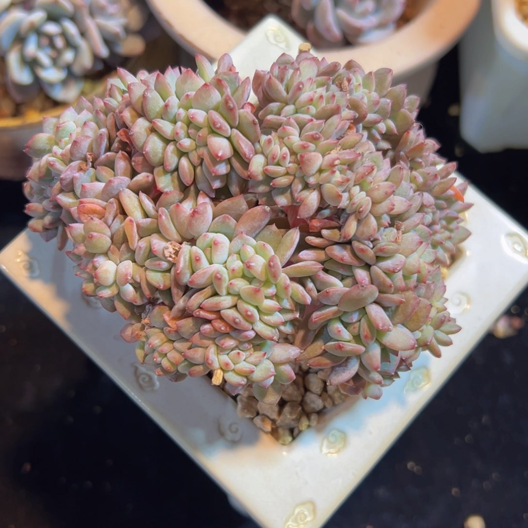 ?*七新年快乐 新年快乐