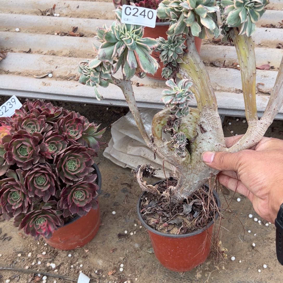 海***风240灿烂缀化多肉植物法师