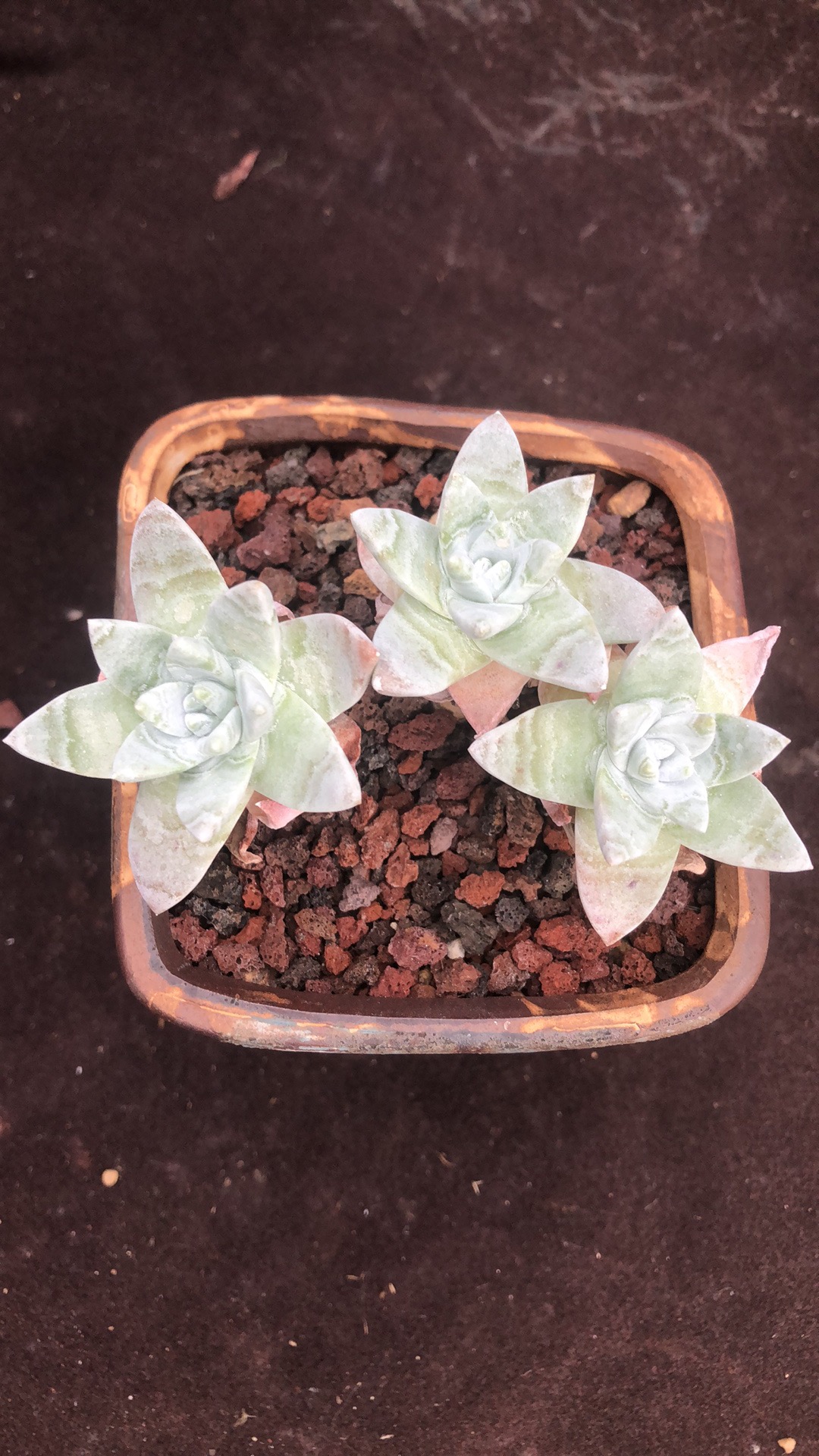 赔本处理 喜欢就拍 39 精品多肉