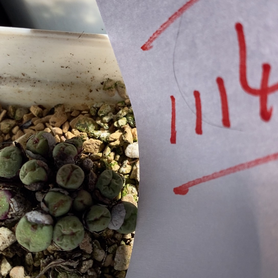 11141一个一个一个