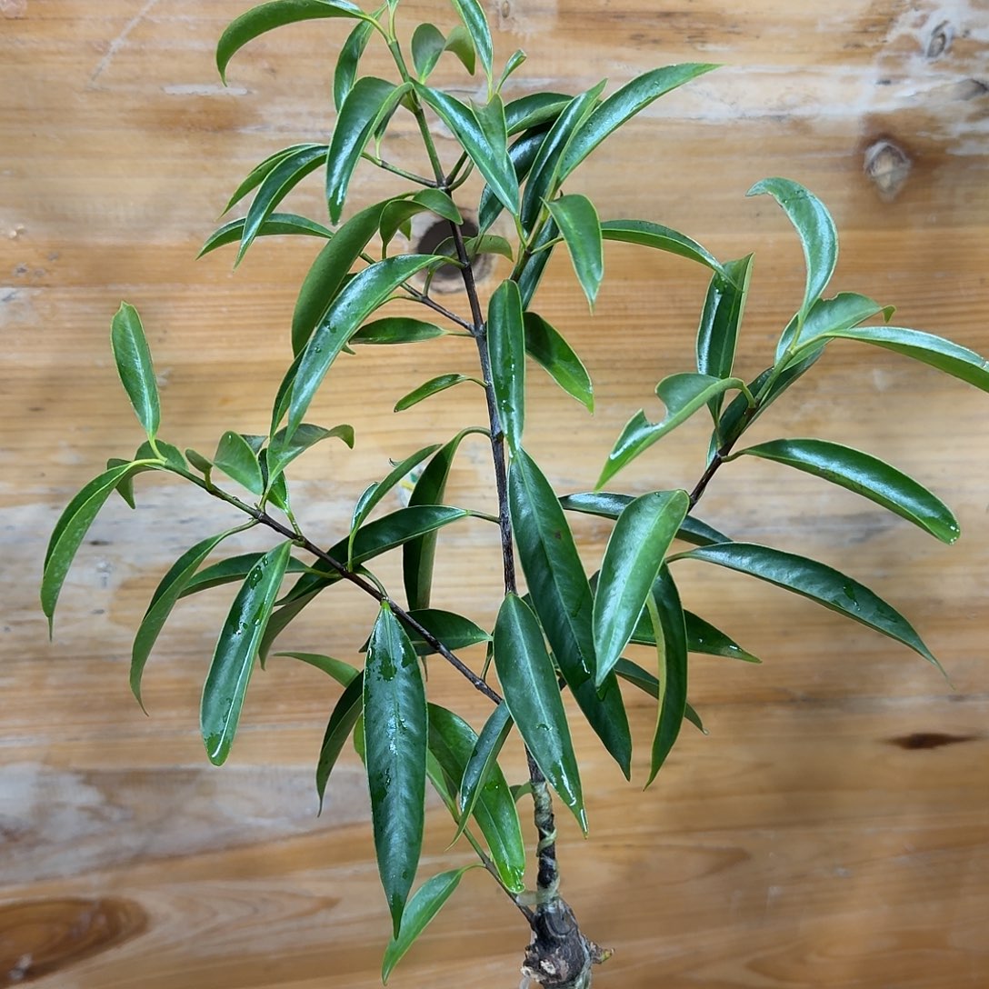 酷***蔬当前无花栽培后可以开花山竹