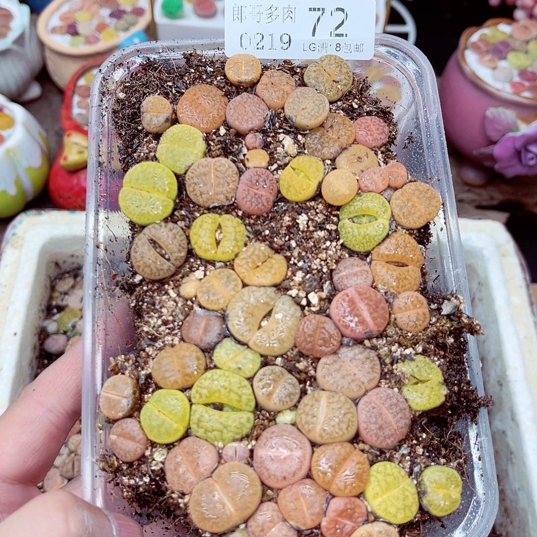 生石花满18包邮19-72