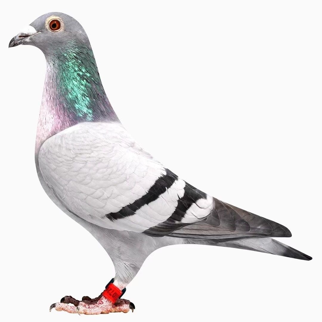 鸽子信鸽种鸽成绩鸽比利时信鸽赛鸽