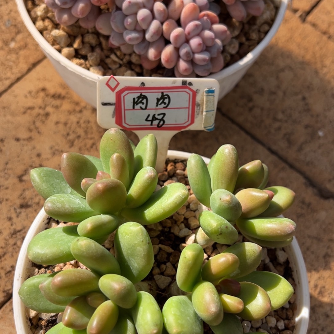 肉***肉肉肉48。            