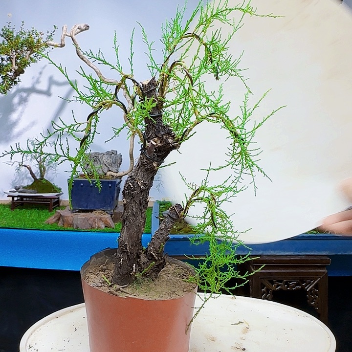 一***社无花朵三春柳柽柳带盆包邮