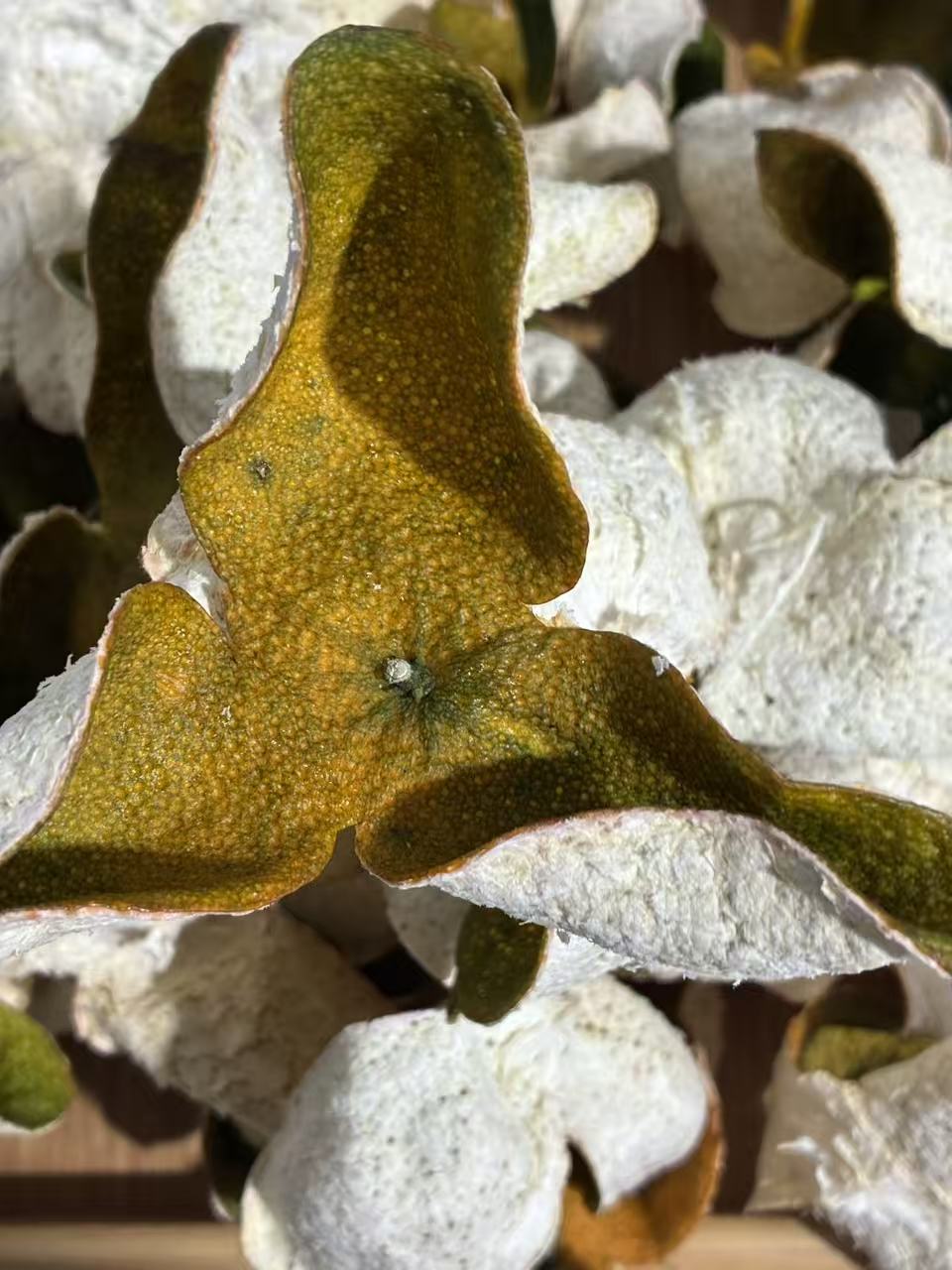 2025年【东甲】二红皮  8年<驳枝>老树  天然生晒 正宗新会柑皮