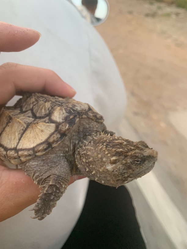 直播选择鳄龟 黄的黑的