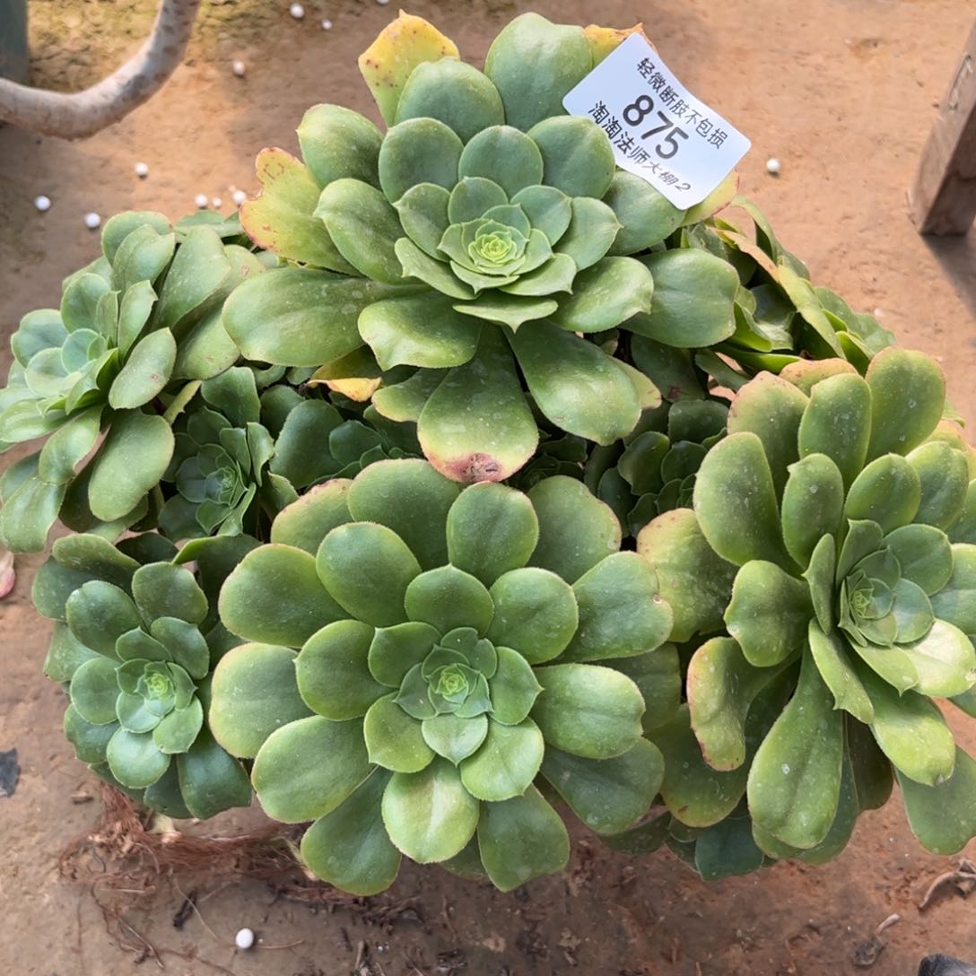 875八尺镜多肉植物