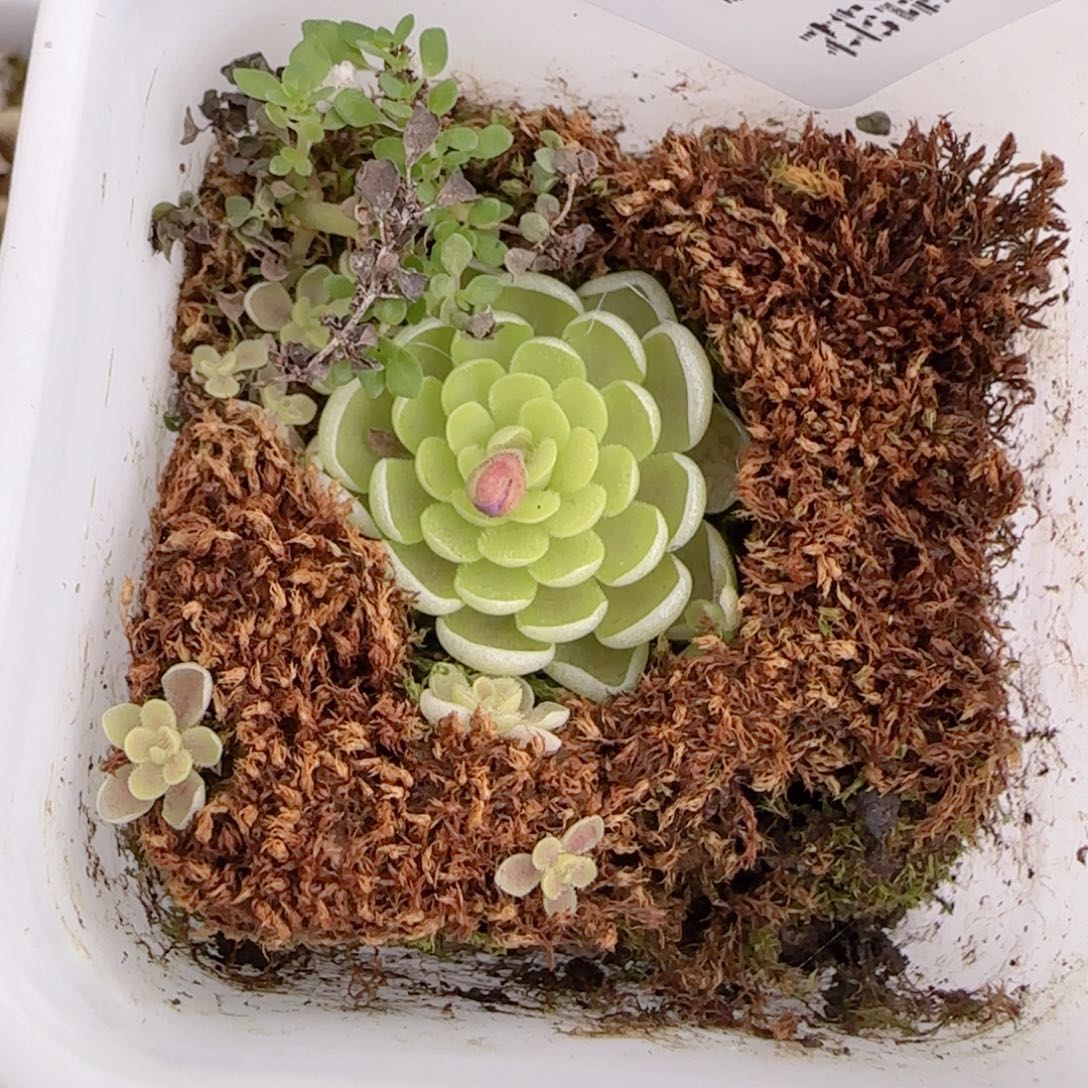 花语多肉0103-324爱丽丝