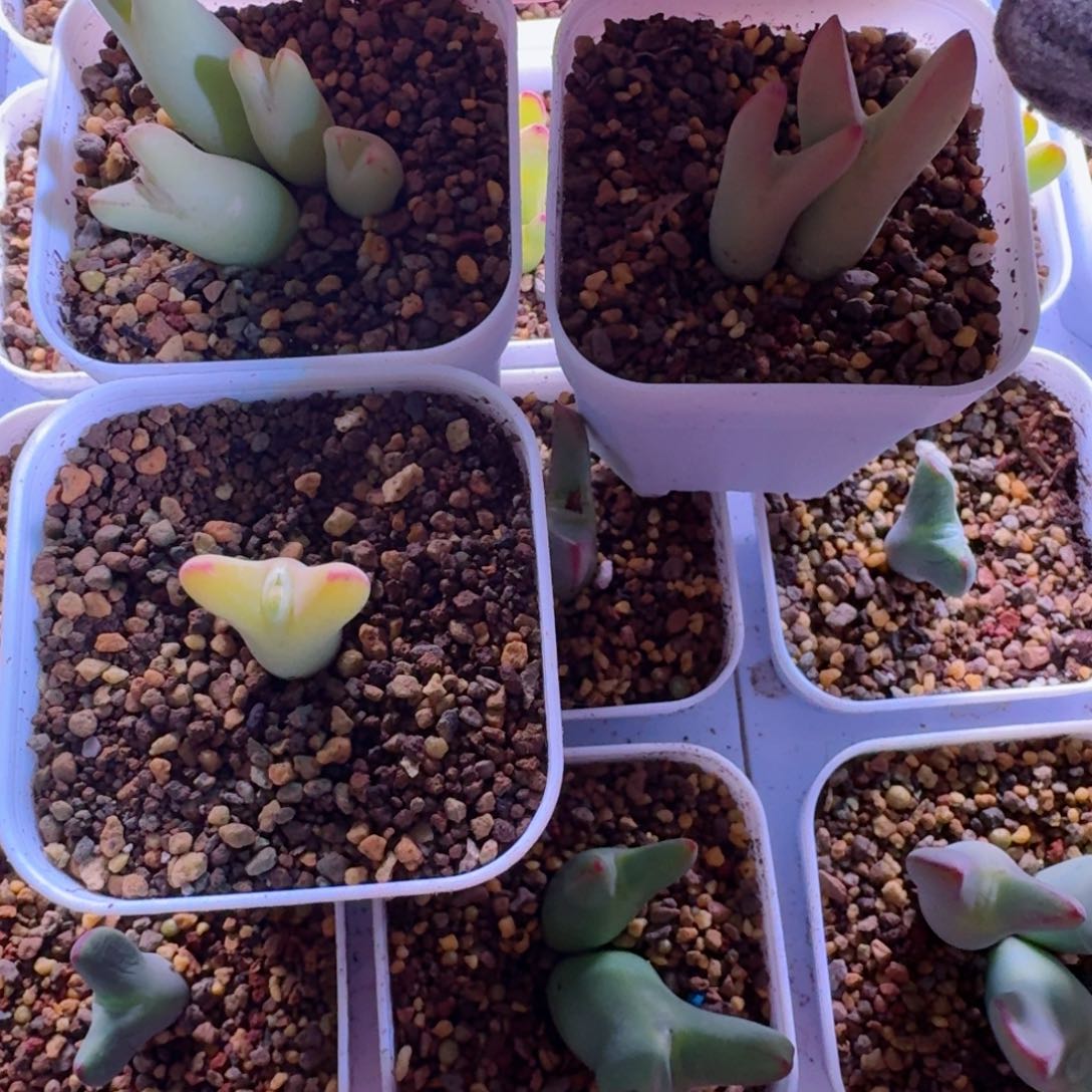 自**放多肉.....3颗带土球.....