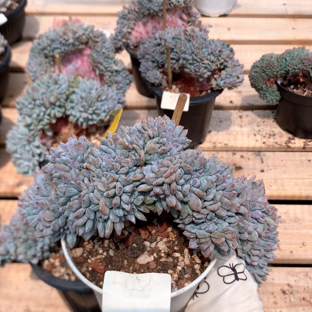 15.8厘米盘龙小树石榴籽缀4192