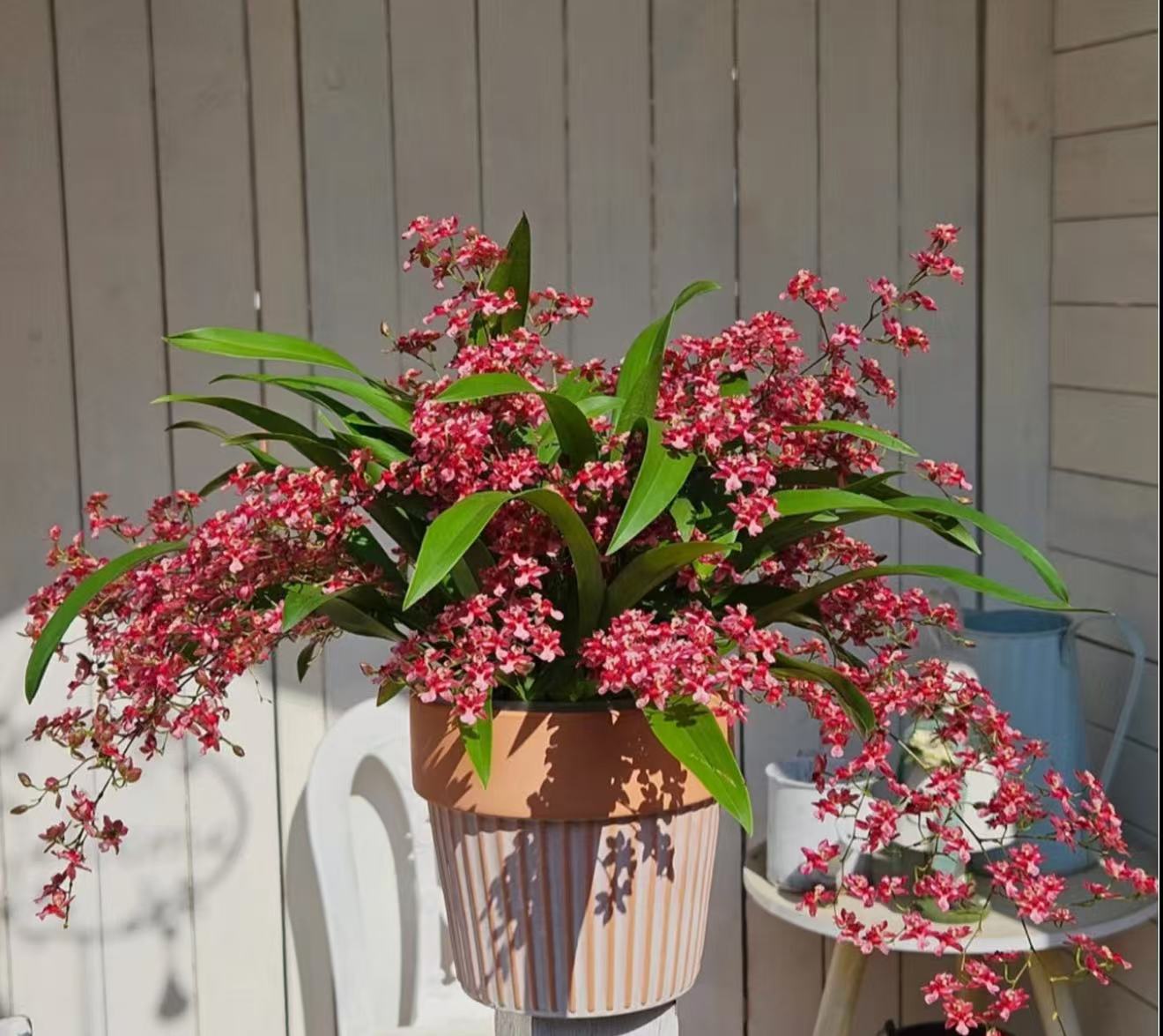 红梦香 粉梦香  香水文心兰 开花浓香 室内盆栽 