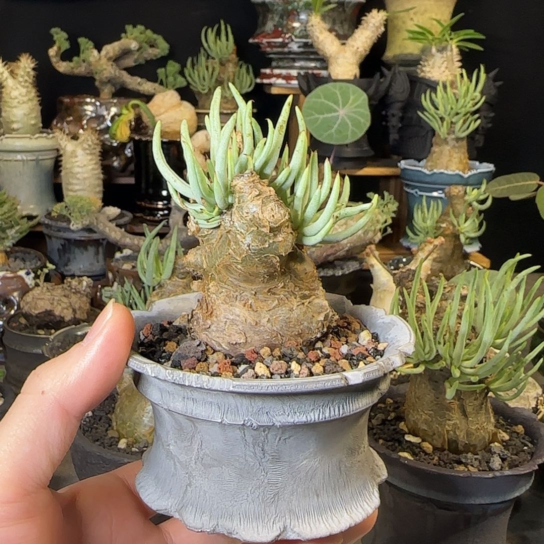 一物一拍白象奇峰锦360