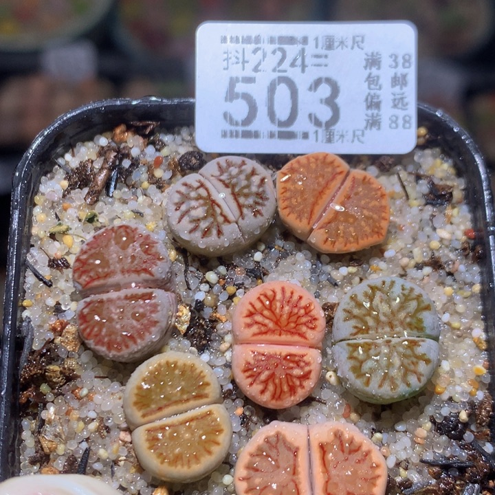 精品生石花224.503