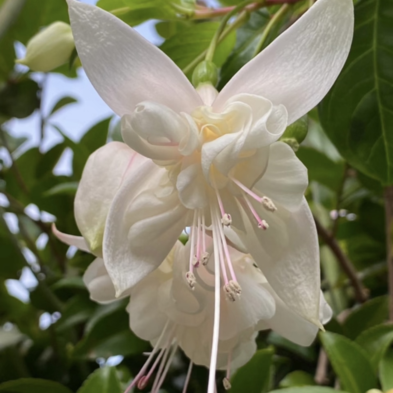 【大花重瓣玉兔】倒挂金钟灯笼花 白色经典大花重瓣带花苞盆栽 