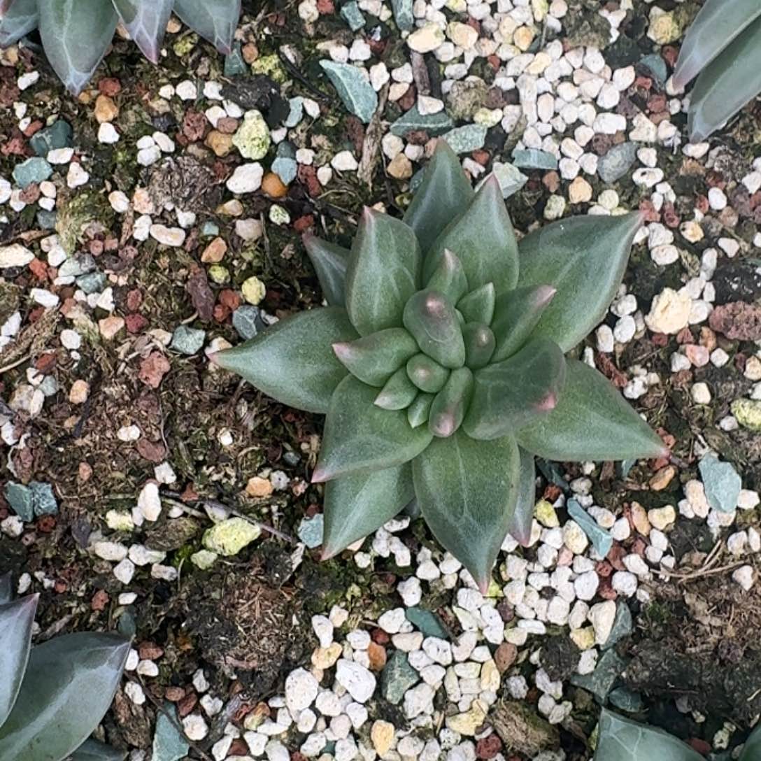 宸***宸布丁一颗美肉植物
