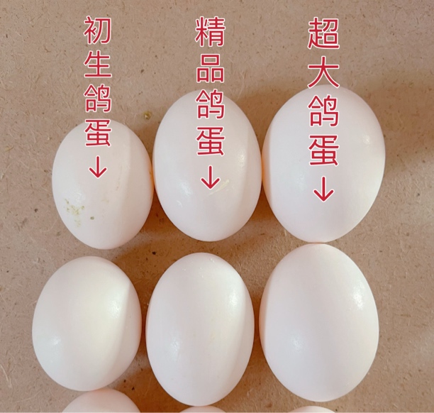 沂蒙山鲜鸽子蛋30枚720克尊享超大鸽蛋现捡现发五谷杂粮农家喂养