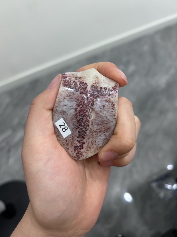 28号养殖鹿三界牌