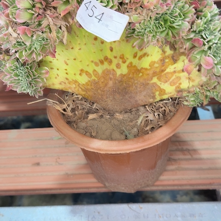 白凤缀化多肉植物454