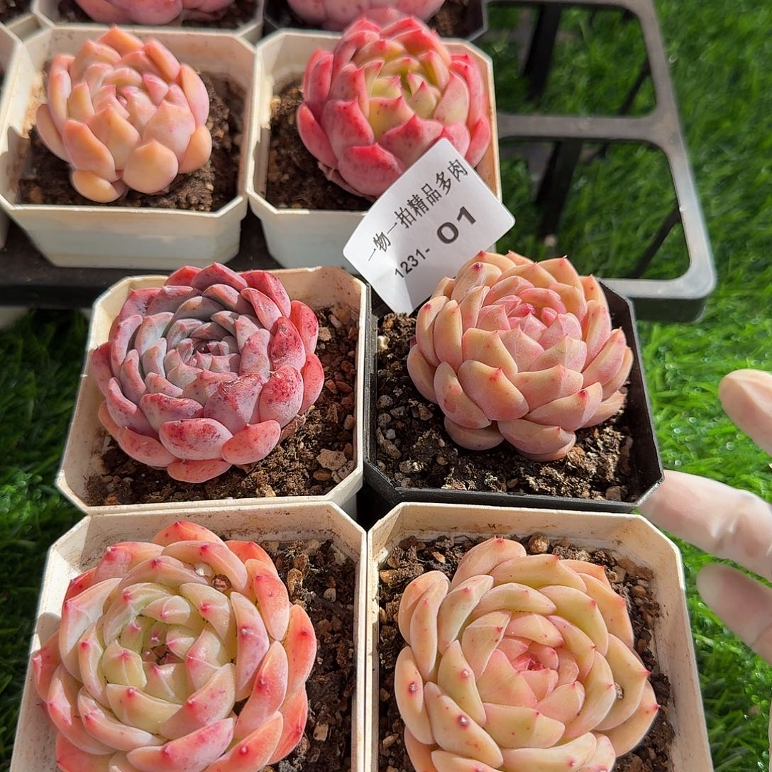 1231-01多肉一物一拍