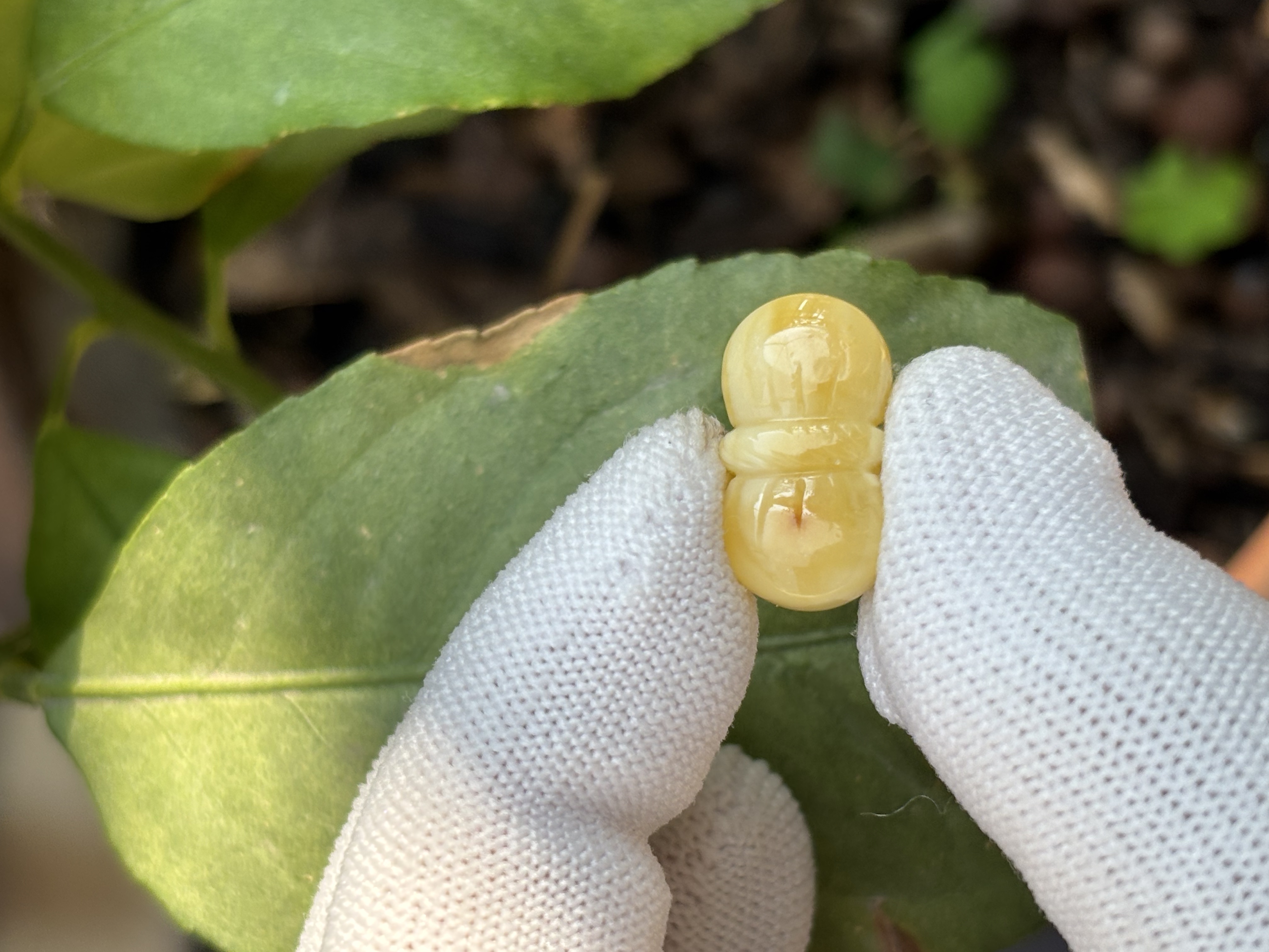 5191天然蜜蜡琥珀蝴蝶结配饰19.3x10.8x7.4mm