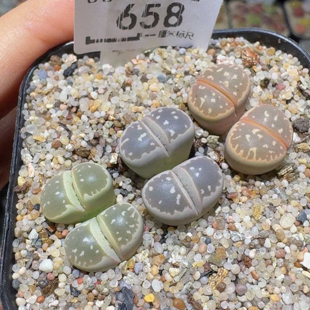 Ssss精品生石花658