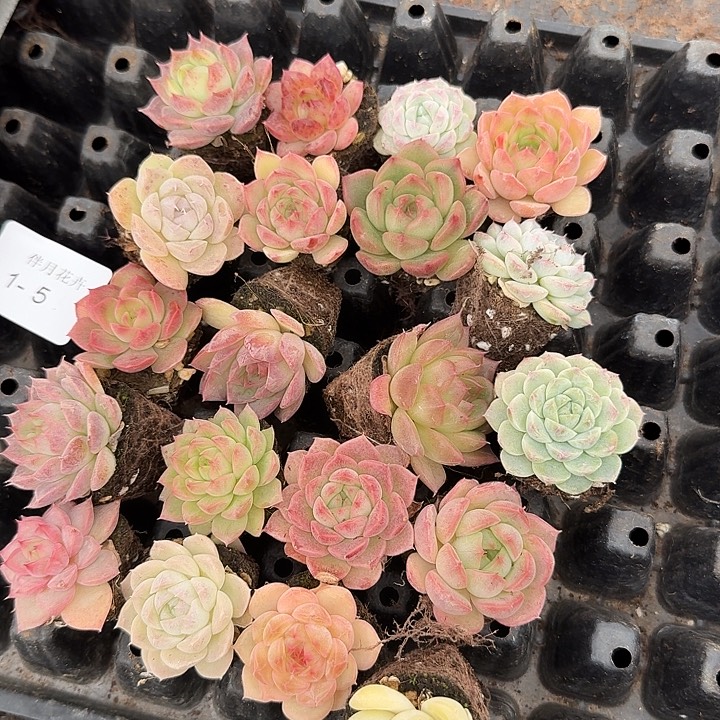 1-5左六麦秆二十颗量拍