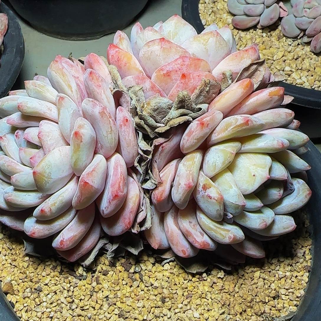 三头橙梦露502号一物一拍